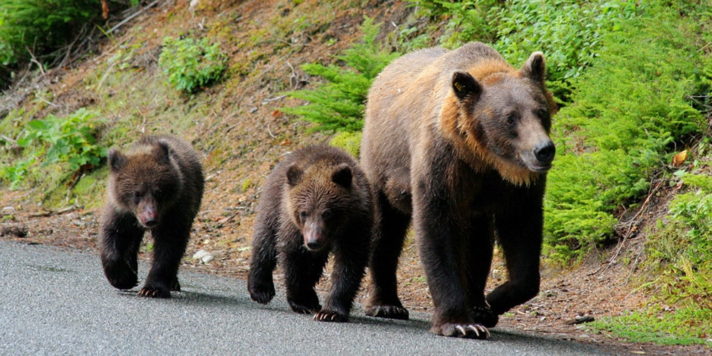 Is The Mama Bear Response Triggered By A Hormone On The Brain Warriors Way Podcast with Dr Daniel Amen and Tana Amen BSN RN